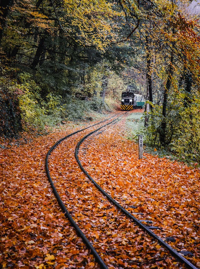 Scenic autumn view of a train traveling through a forest with vibrant fall foliage.